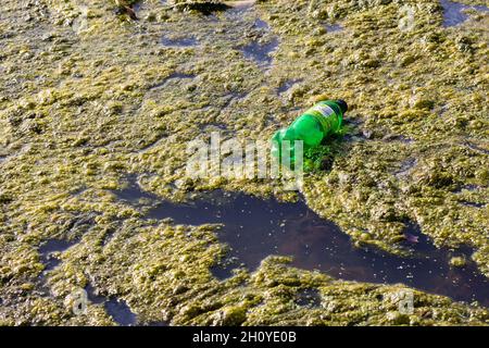 Leere Plastikflasche schwimmt im Teich Stockfoto