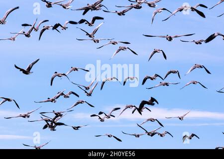 Erschreckt greese. Montrose Schottland Großbritannien. Pinkfußige Gänse sind im Montrose Basin Wildlife Reserve an der Ostküste Schottlands angekommen. Stockfoto