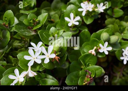 Carissa macrocarpain Strauch in voller Blüte Stockfoto