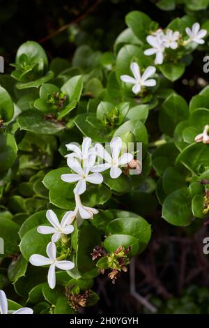 Carissa macrocarpain Strauch in voller Blüte Stockfoto