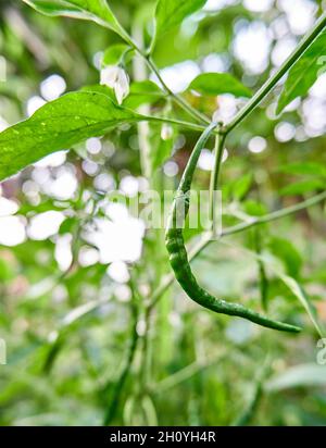 Nahaufnahme von frischen, lockigen Chilischoten, die geerntet werden können. Wächst im Hof. Stockfoto