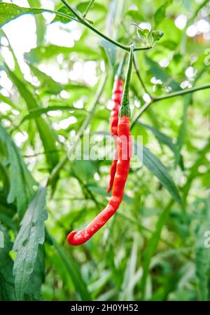 Nahaufnahme von frischen, lockigen Chilischoten, die geerntet werden können. Wächst im Hof. Stockfoto