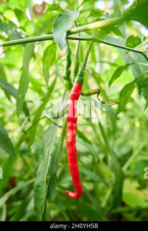 Nahaufnahme von frischen, lockigen Chilischoten, die geerntet werden können. Wächst im Hof. Stockfoto