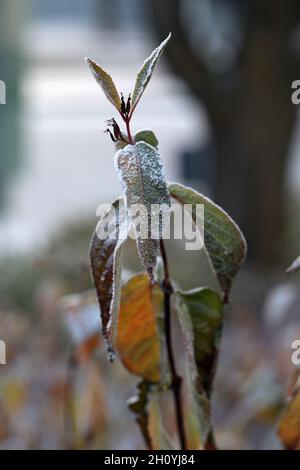 Reif auf grünen und roten Blättern. Milchblätter wurden in Finnland während eines eiskalten und eiskalten Tages fotografiert. Nahaufnahme des Farbbildes. Stockfoto