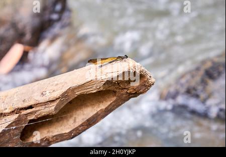 Nahaufnahme der Libelle, die auf Holz im Fluss thront. Stockfoto