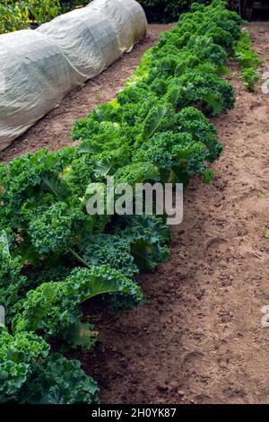 Grüner Salat in einem Küchengarten. Bio-Gemüse, Kräuter und Blumen im Garten frisch hausgemacht Stockfoto