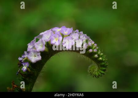 Makrofoto des indischen Heliotrops (Heliotropium indicum). Stockfoto