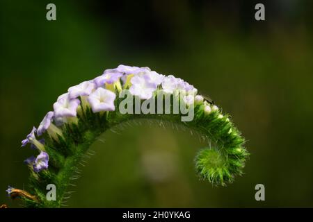Makrofoto des indischen Heliotrops (Heliotropium indicum). Stockfoto