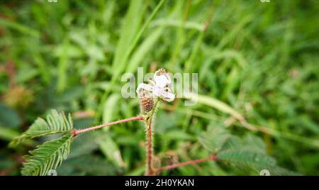 Im Garten befindet sich eine Nahaufnahme der Krabbenspinne Stockfoto