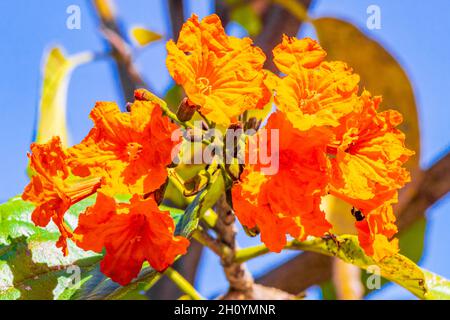 Kou Cordia subcordata blühender Baum mit orangen Blumen Strand cordia Meertrompete mit grünen Blättern und blauem Himmel in Playa del Carmen Mexiko. Stockfoto