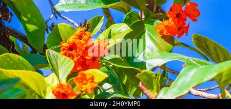 Kou Cordia subcordata blühender Baum mit orangen Blumen Strand cordia Meertrompete mit grünen Blättern und blauem Himmel in Playa del Carmen Mexiko. Stockfoto