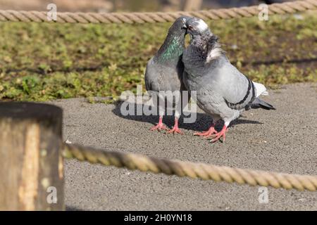 Feral Taube Rock Dove (columba livia) Küssen blau grau grün schwarz Flügel Bars weiß bump rosa Beine und Füße schwarz gekippt grau Schwanz Stockfoto