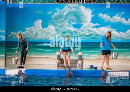 Trainer, die während der Show im Ocean Adventures Marine Park in Gulfport, Mississippi, mit Delfinen arbeiten Stockfoto