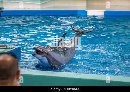 Trainer, die während der Show im Ocean Adventures Marine Park in Gulfport, Mississippi, mit Delfinen arbeiten Stockfoto