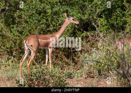 Porträt eines Gerenuk, Litocranius walleri. Samburu Game Reserve, Kenia. Stockfoto