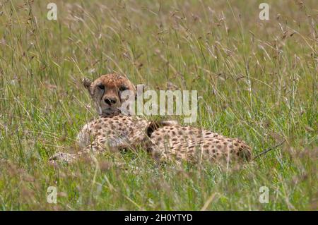 Porträt eines Geparden, Acinonyx jubatus, der im hohen Gras ruht. Masai Mara National Reserve, Kenia. Stockfoto