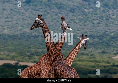 Drei Masai-Giraffen, Giraffa camelopardalis, schauen in alle Richtungen. Masai Mara National Reserve, Kenia. Stockfoto
