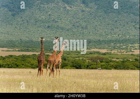 Drei Masai-Giraffen, Giraffa camelopardalis, wandern im Grasland. Masai Mara National Reserve, Kenia. Stockfoto