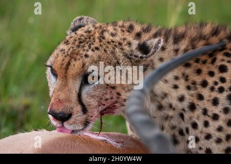 Ein Gepard, Acinonyx jubatus, der ein Impala isst, Aepyceros melampus. Masai Mara National Reserve, Kenia. Stockfoto