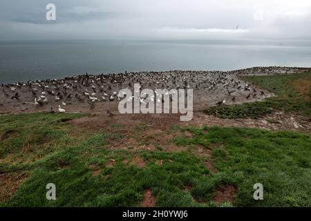 Kanada, Quebec, Gaspesie NP, Bonaventura Island, Gantets Stockfoto