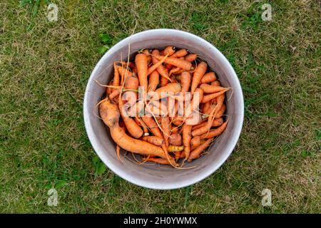 Eine Schüssel voll frisch geernteter Karotten, Karotten, Gelbe Rüben, steht auf Green Lawn. Vogelperspektive Stockfoto