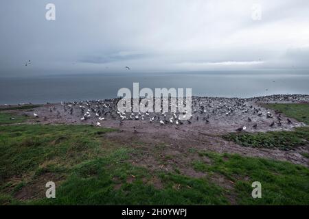 Kanada, Quebec, Gaspesie NP, Bonaventura Island, Gantets Stockfoto