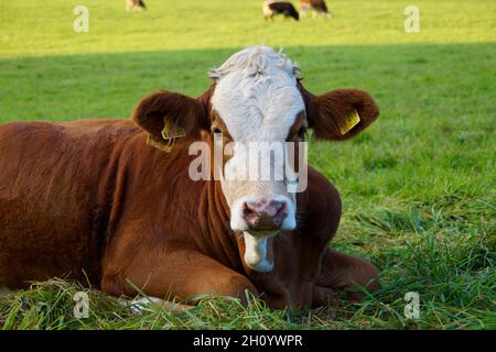 Ein schönes Kalb, das auf der grünen Wiese im deutschen Dorf Birkach in Bayern ruht Stockfoto