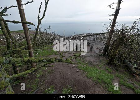 Kanada, Quebec, Gaspesie NP, Bonaventura Island, Gantets Stockfoto