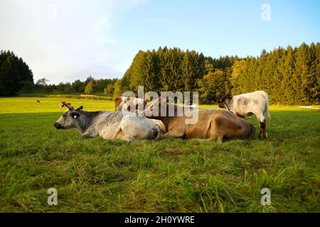 Kuh ruht auf der grünen Wiese im bayerischen Dorf Birkach (Deutschland) Stockfoto