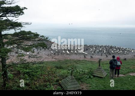 Kanada, Quebec, Gaspesie NP, Bonaventura Island, Gantets Stockfoto