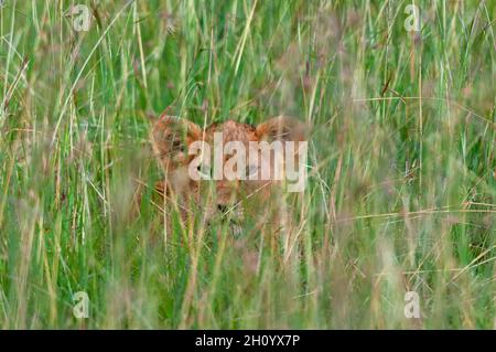 Ein Löwenjunges, Panthera leo, versteckt sich im hohen Gras. Masai Mara National Reserve, Kenia. Stockfoto