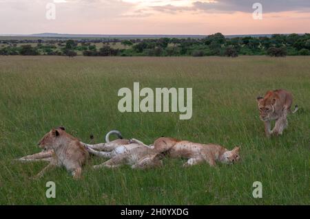 Ein Stolz der Löwinnen, Panthera leo, ruht auf der Savanne. Masai Mara National Reserve, Kenia. Stockfoto