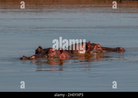 Hippopotamus, Hippopotamus amphibius, meist in einem Teich untergetaucht. Masai Mara National Reserve, Kenia. Stockfoto