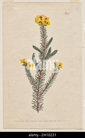 Das Botanische Magazin oder Blumengarten ausgestellt: Teller 944, Dillwynia Glaberrima. Glattblättrige Dillwynnia. [Dillwynia ericifolia gaberrima] , 1806. Gedruckt von Francis Sansom (British, 1815), nach Sydenham Edwards (British, 1768-1819), herausgegeben von Thomas Curtis (British, 1846-1920). Gravur mit Handkolorierung; Blatt: 22.5 x 14.1 cm (8 7/8 x 5 9/16 in.); Plattenmark: 20.2 x 11.7 cm (7 15/16 x 4 5/8 in.). Stockfoto
