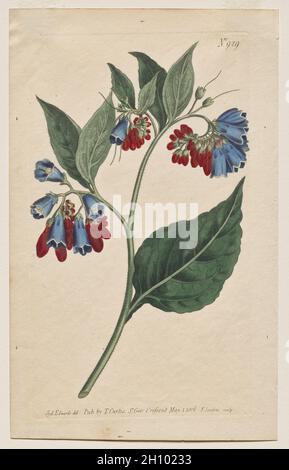 Das Botanische Magazin oder Blumengarten ausgestellt: Teller 929, Symphyum Asperrim. Prickley Comfrey. [Symphytum asperum] , 1806. Francis Sansom (British, 1815), Thomas Curtis (British, 1846-1920), nach Sydenham Edwards (British, 1768-1819). Gravur mit Handkolorierung; Blatt: 22.5 x 14 cm (8 7/8 x 5 1/2 in.); Plattenmark: 20.1 x 11.8 cm (7 15/16 x 4 5/8 in.). Stockfoto