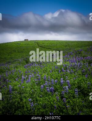 Blühende Lupinenblumen in den Bergen Islands. Sommertag, bewölkter Himmel. Stockfoto