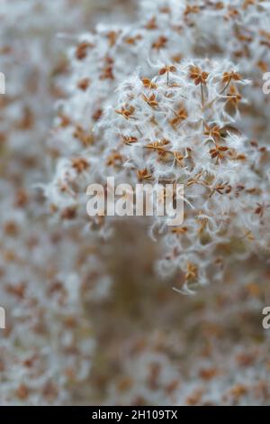 Süßer Herbst Clematis Vitalba Samenköpfe mit weißen seidigen federartigen Anhängern, Makroaufnahme Stockfoto