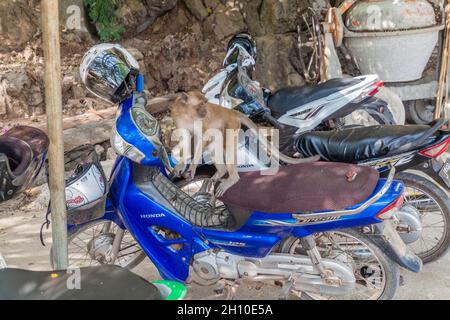 HPA AN, MYANMAR - 13. DEZEMBER 2016: Makaken auf einem Motorrad in der Nähe der Yathaypyan-Höhle in der Nähe von hPa an, Myanmar Stockfoto