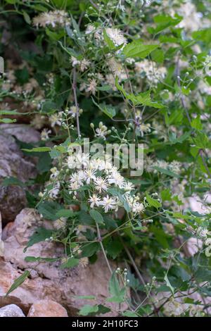 Clematis vitalba weiße Blüten. Der Bart des blühenden alten Mannes. Die Freude des blühenden Reisenden. Stockfoto