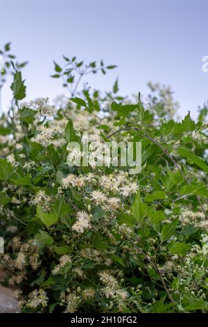 Clematis vitalba weiße Blüten. Der Bart des blühenden alten Mannes. Die Freude des blühenden Reisenden. Stockfoto