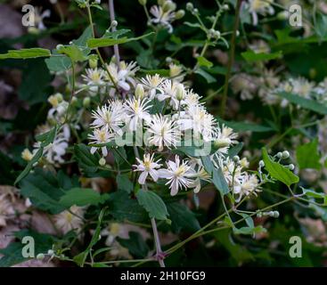 Clematis vitalba weiße Blüten. Der Bart des blühenden alten Mannes. Die Freude des blühenden Reisenden. Stockfoto