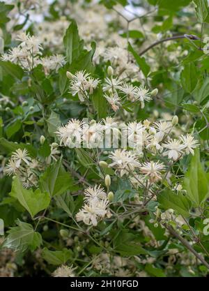 Clematis vitalba weiße Blüten. Der Bart des blühenden alten Mannes. Die Freude des blühenden Reisenden. Stockfoto