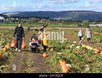 Oktober 2021. Renfrew, Schottland, Großbritannien. Spaß beim Kürbispflücken auf der East Yonderton Farm an einem sonnigen Herbsttag. Stockfoto