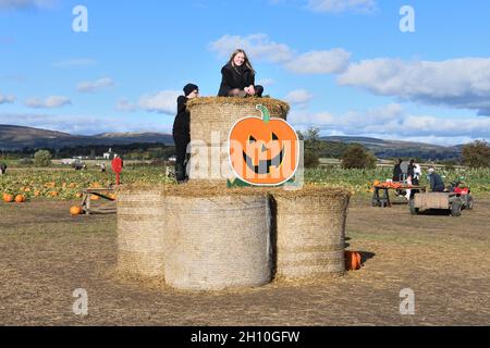 Oktober 2021. Renfrew, Schottland, Großbritannien. An einem frischen, sonnigen Herbsttag auf der East Yonderton Farm können Sie Kürbis auf den Heuballen sammeln. Stockfoto