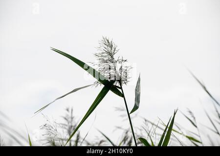 Gemeinsame Schilfsilhouette in hellem Himmel Stockfoto
