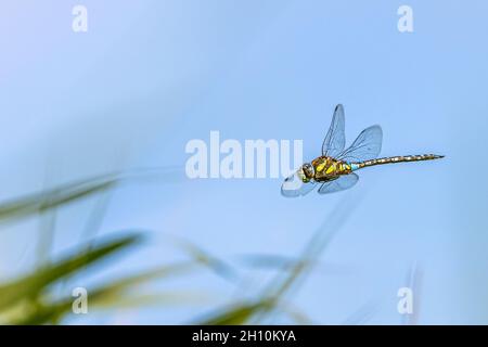 Große farbige Libelle, die in blauem Himmel fliegt - Hochgeschwindigkeitsbild Stockfoto