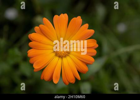Orangefarbene Ringelblumenblüte mit grünem Hintergrund Stockfoto