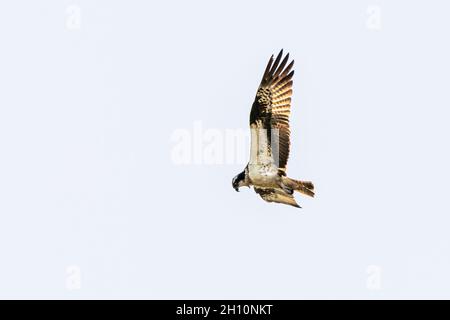 Großer Fischadler, der in blauem Himmel fliegt Stockfoto