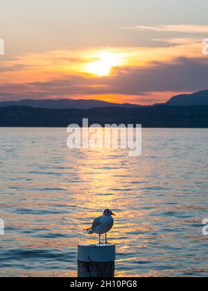 Sonnenuntergang am Gardasee in Sirmione mit einer Schwarzkopfmöwe und einer Festmacherei Stockfoto