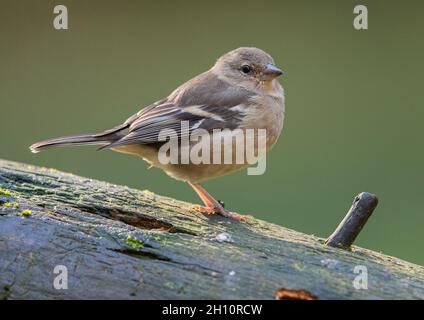 Nahaufnahme eines weiblichen Chaffinch (Fringilla Coelebs) auf einem Baumstamm. Suffolk UK Stockfoto